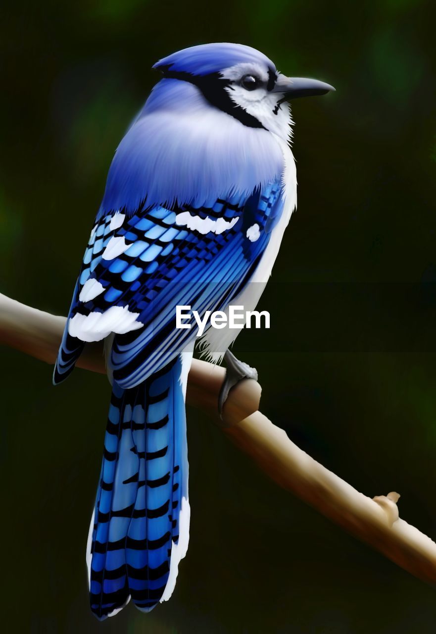 A jay bird perching on a trunk