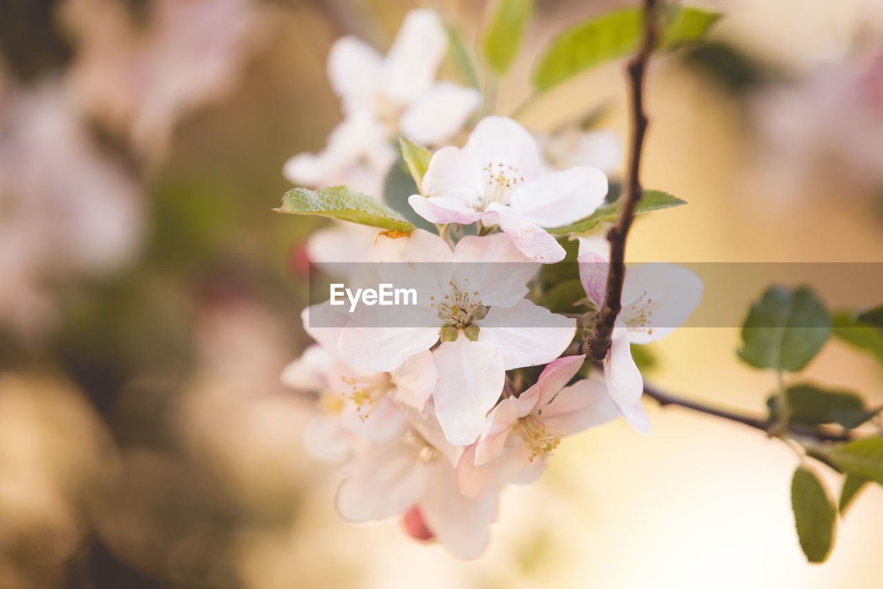 CLOSE-UP OF CHERRY BLOSSOMS