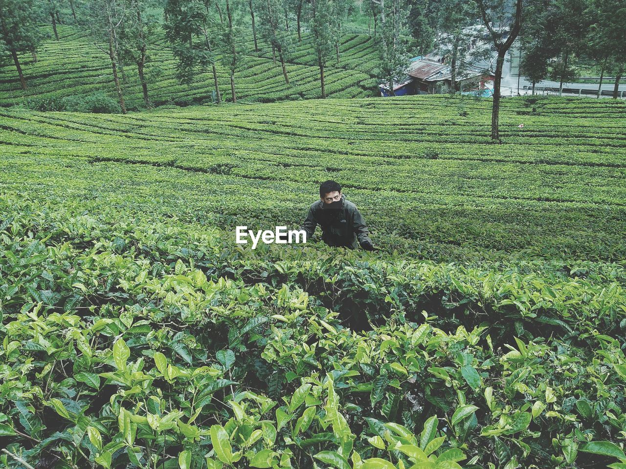 Man working amidst plants on field