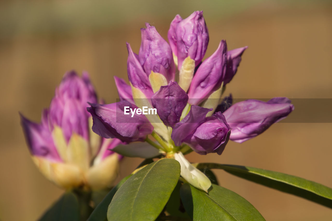 Close-up of purple flowering plant