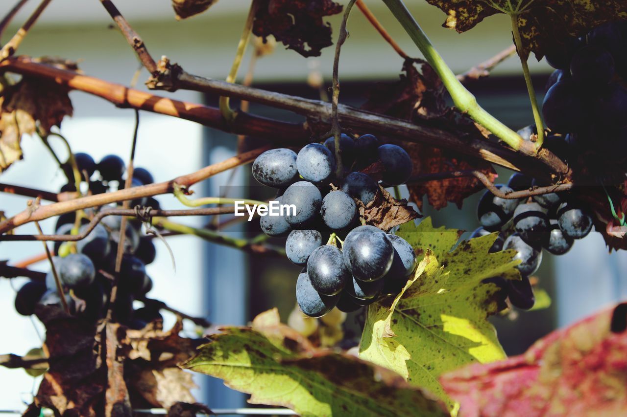 Close-up of grapes 