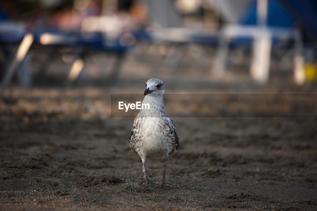 Close-up of seagull perching at beach