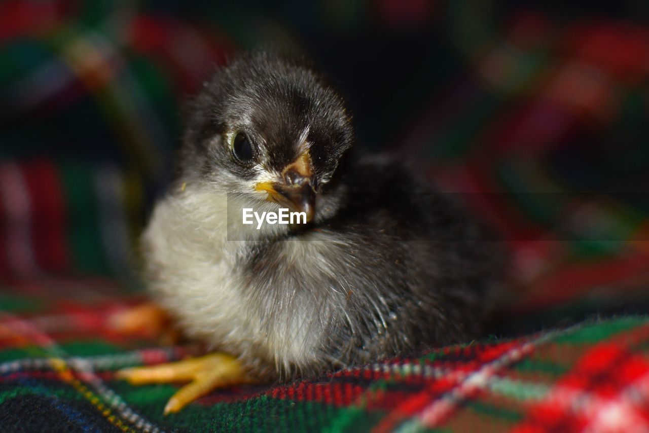 Close up view of baby chicken