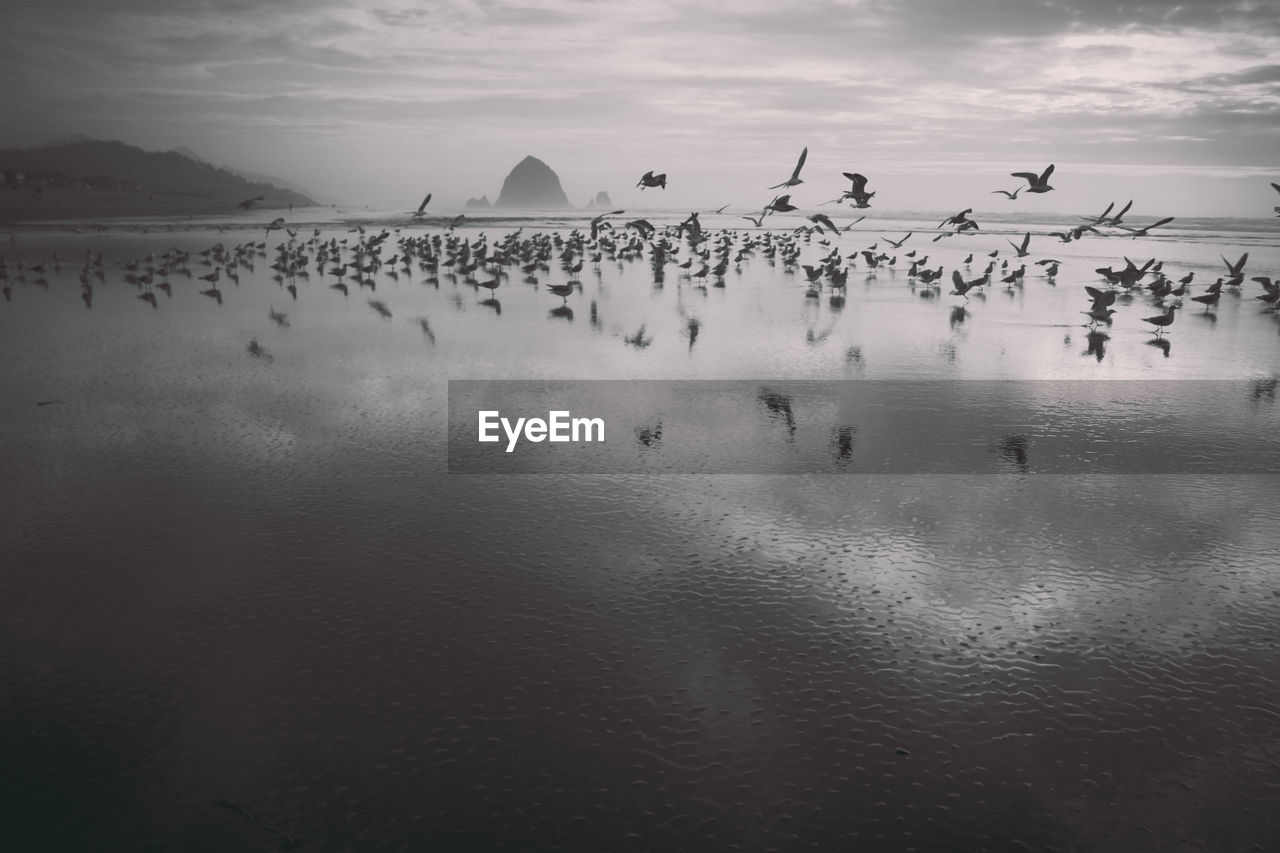 BIRDS SWIMMING IN SEA AGAINST SKY