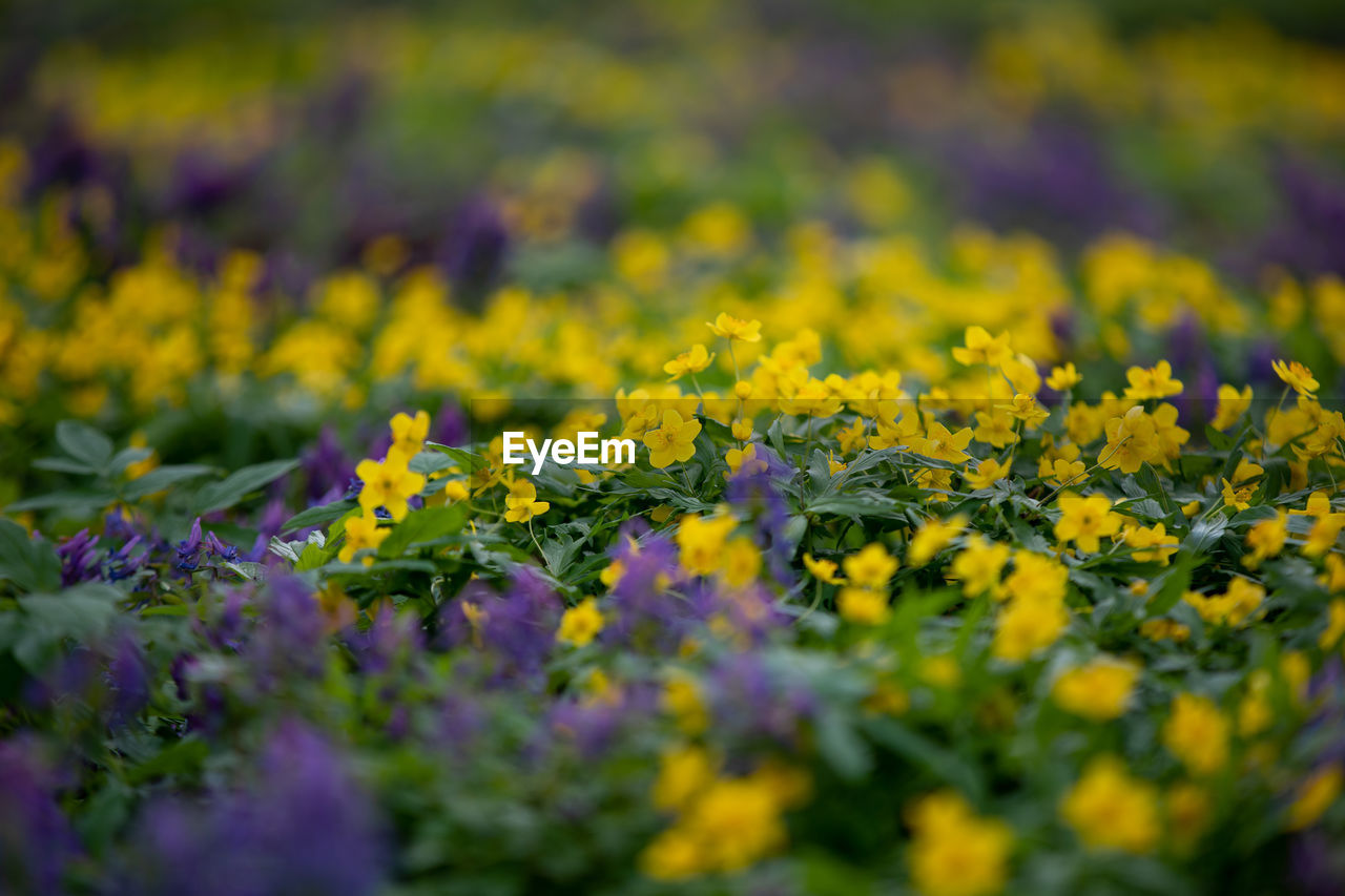 CLOSE-UP OF YELLOW FLOWERING PLANT ON LAND