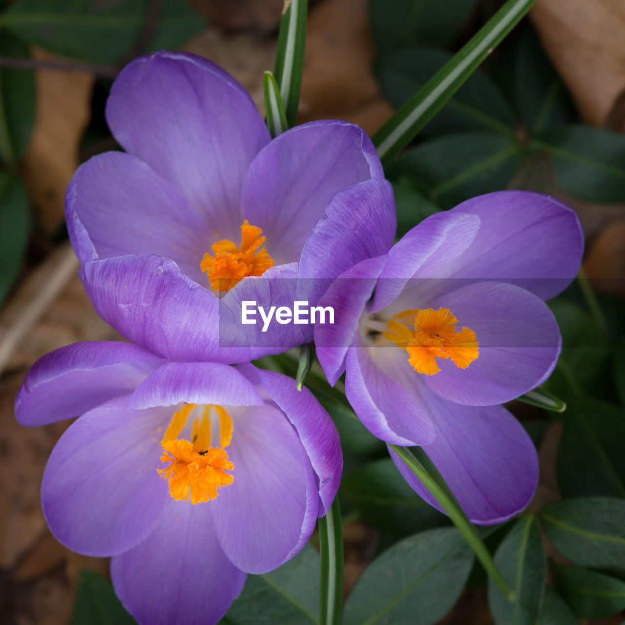 CLOSE-UP OF PURPLE FLOWER BLOOMING