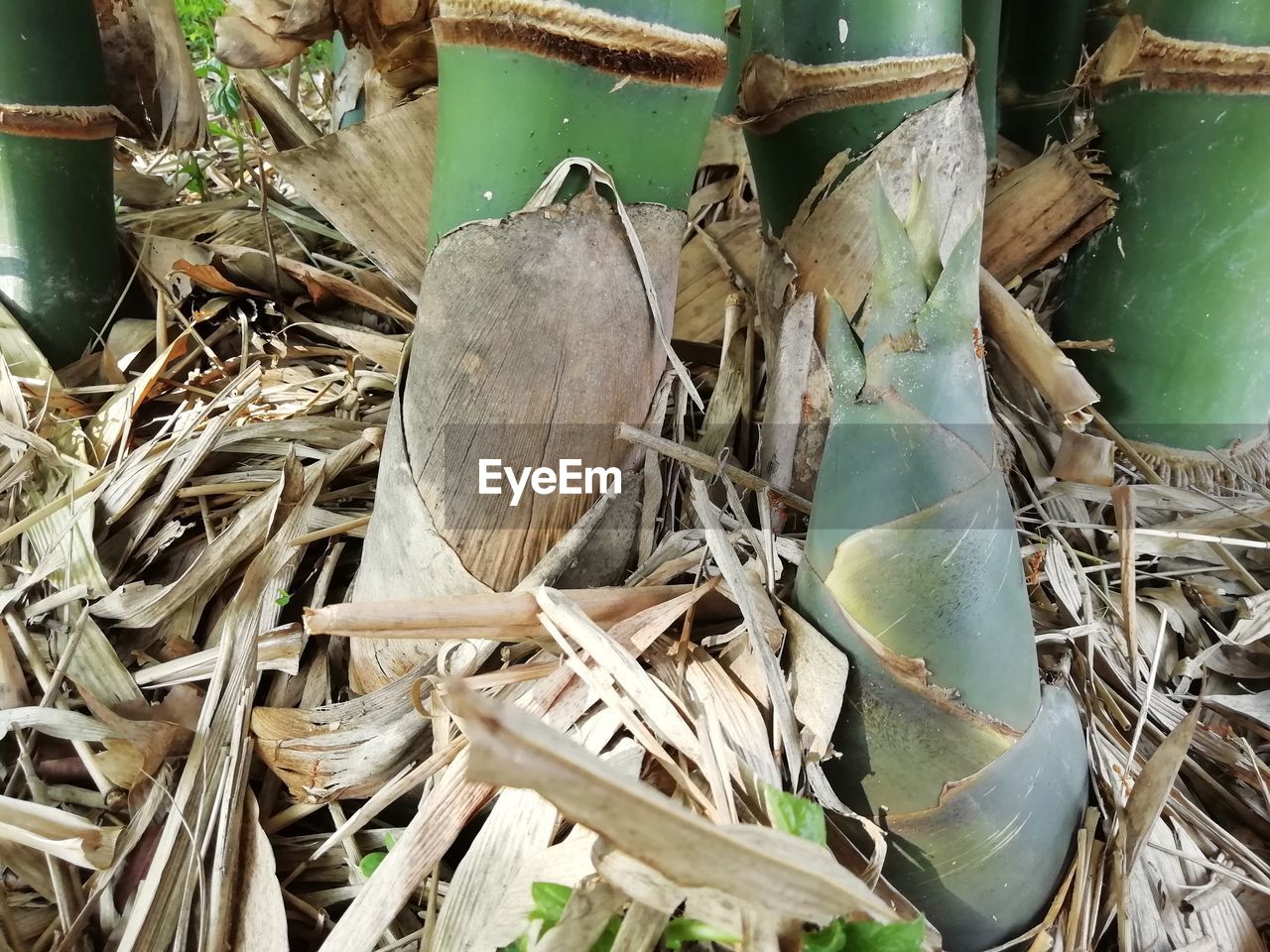 CLOSE-UP OF DRY LEAVES ON LOGS