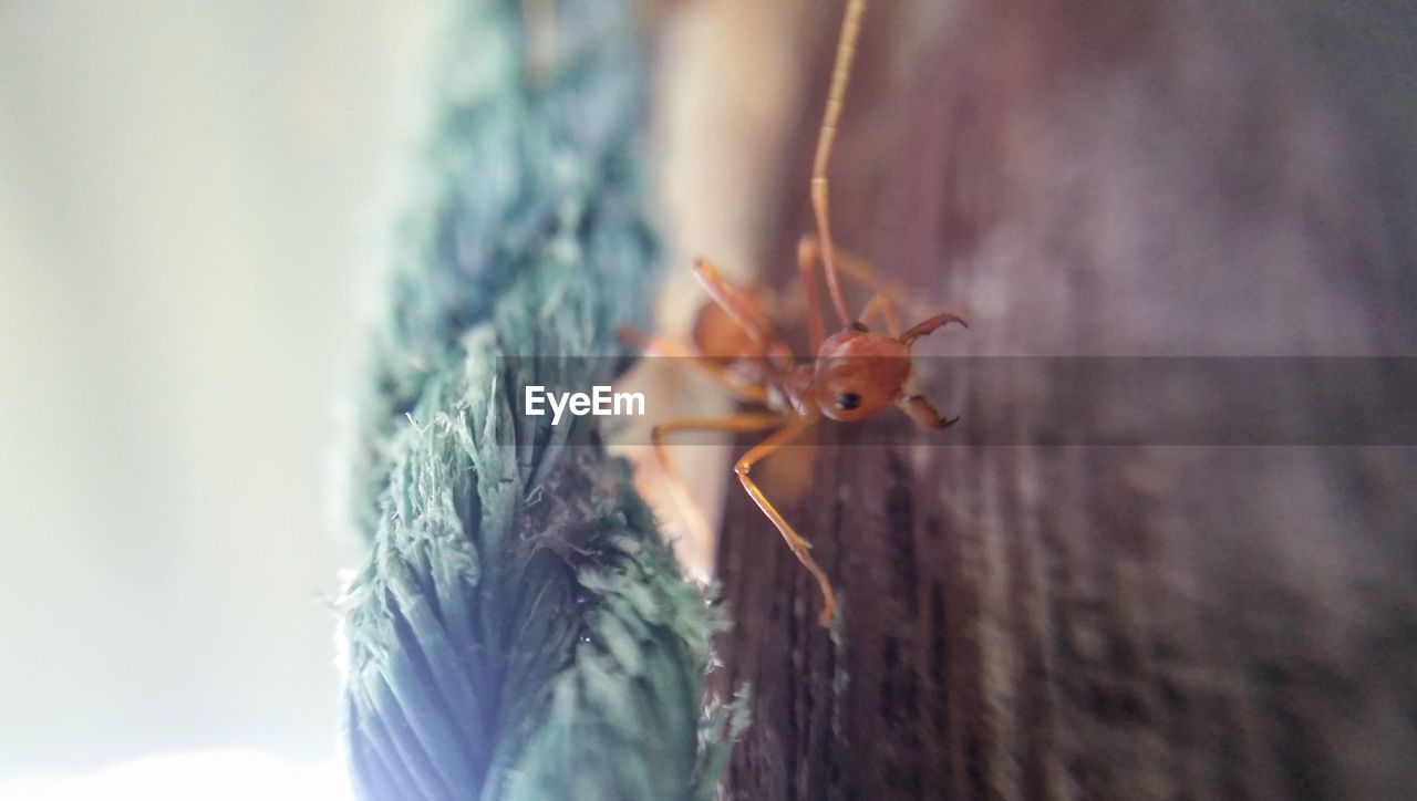 CLOSE-UP OF INSECT ON TREE