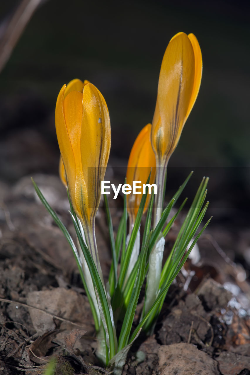 Close-up of yellow crocus flower on field