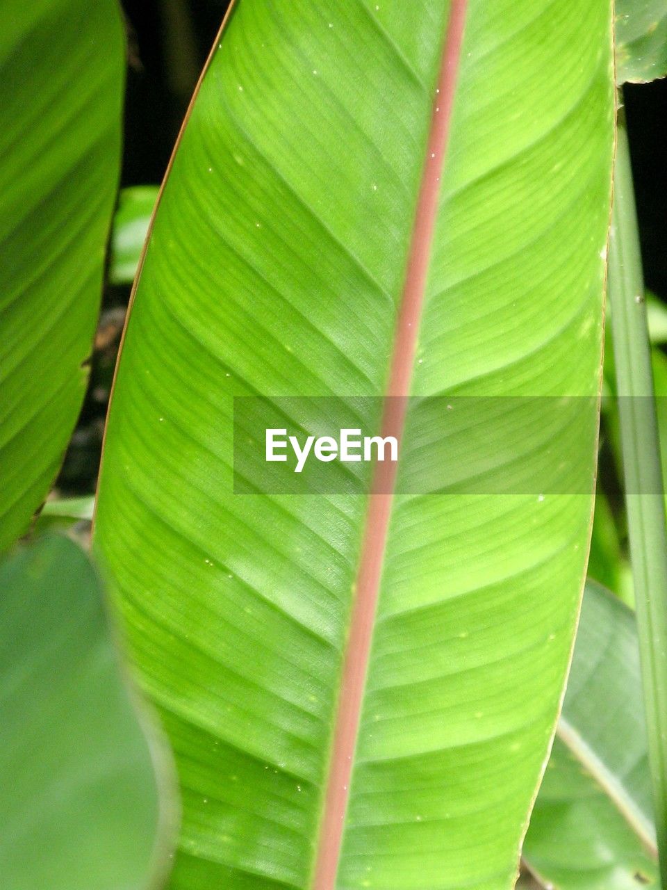 leaf, green, plant part, banana leaf, plant, close-up, nature, growth, no people, beauty in nature, flower, leaves, plant stem, tree, banana tree, freshness, day, tropical climate, leaf vein, palm leaf, outdoors, palm tree, pattern, banana, full frame