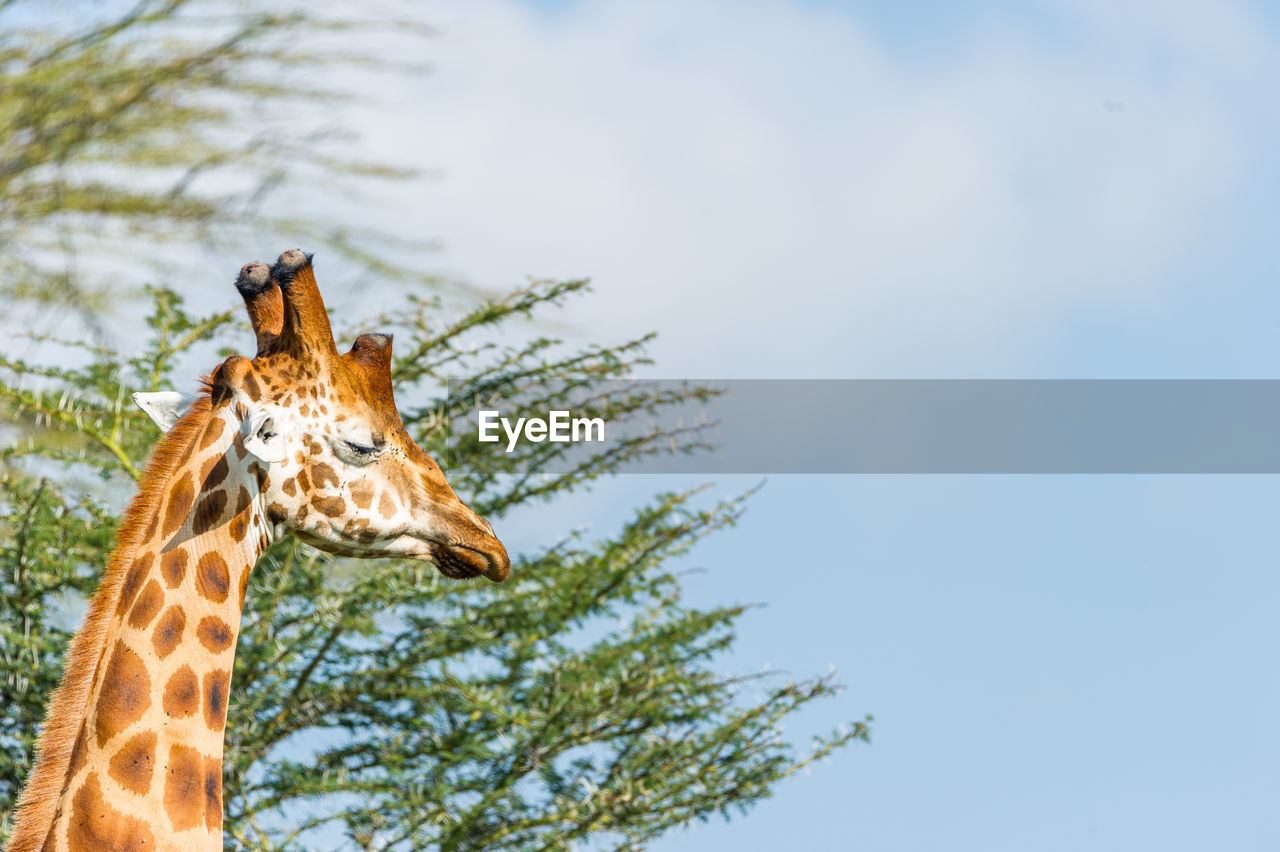 Low angle view of giraffe and tree against sky