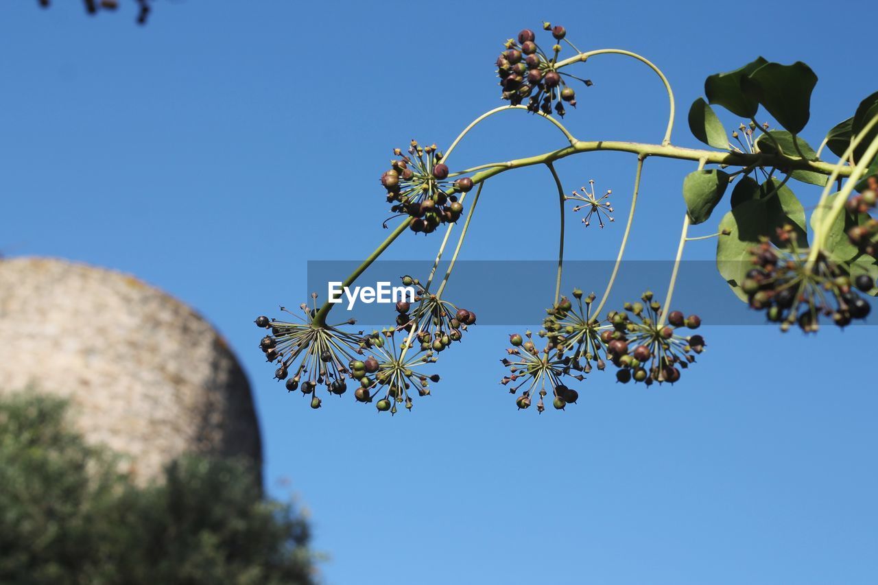 LOW ANGLE VIEW OF FLOWERING PLANT AGAINST BLUE SKY