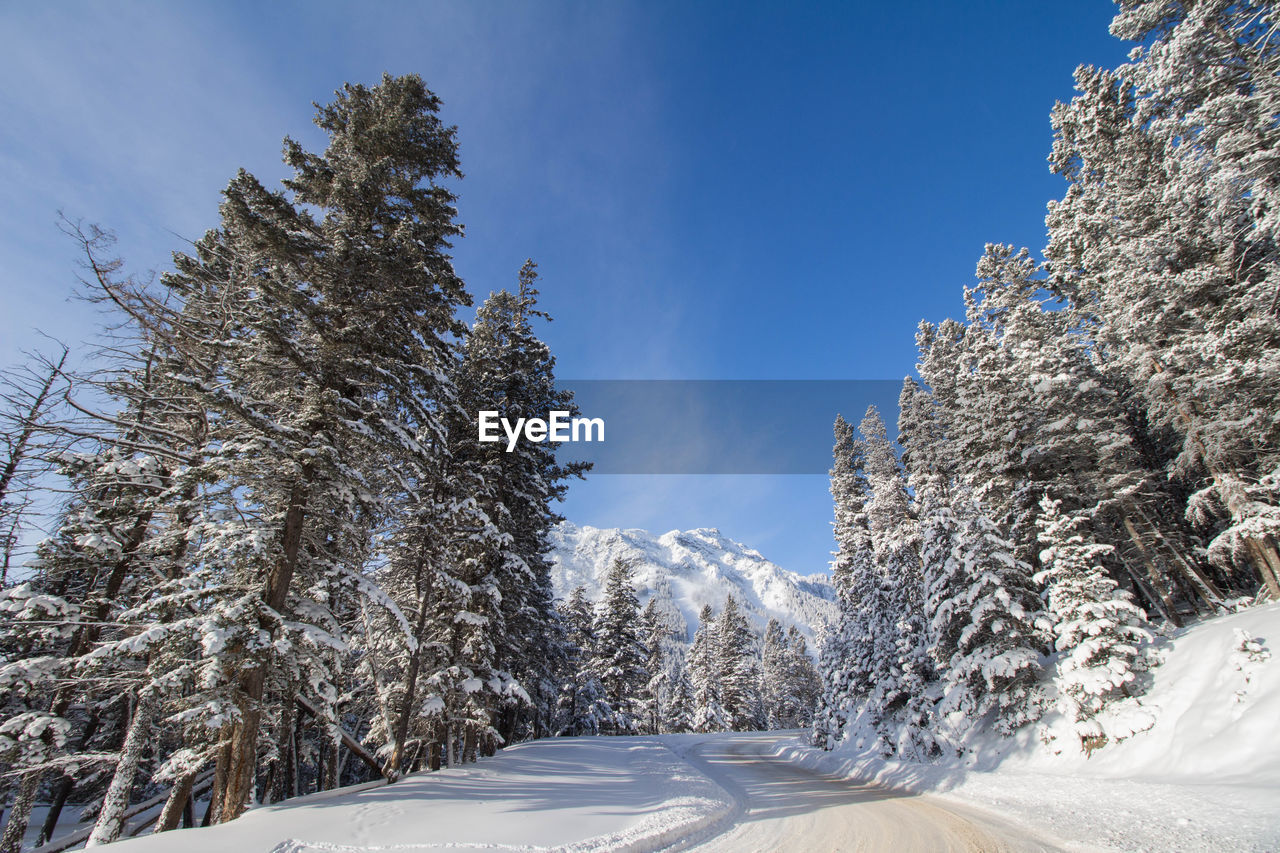 Snow covered land and trees against sky