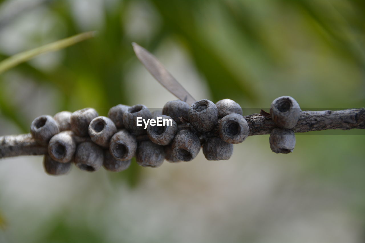 Close-up of tree branch