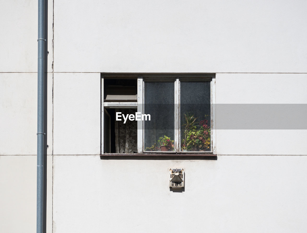 Potted plant on window of building
