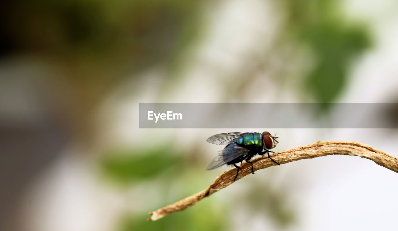 CLOSE-UP OF HOUSEFLY