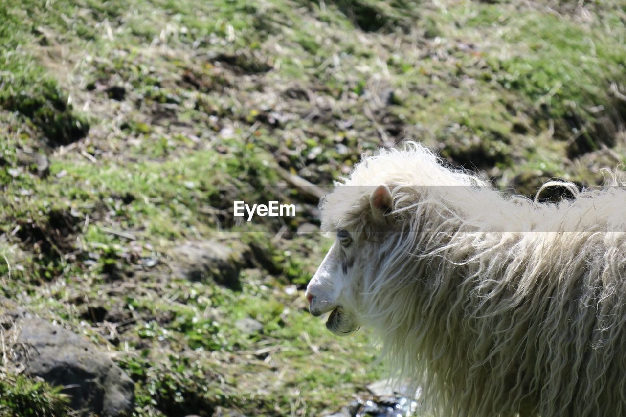 White sheep in a field