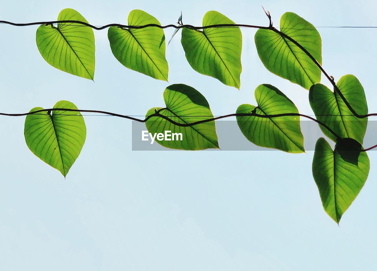LOW ANGLE VIEW OF GREEN LEAVES AGAINST SKY