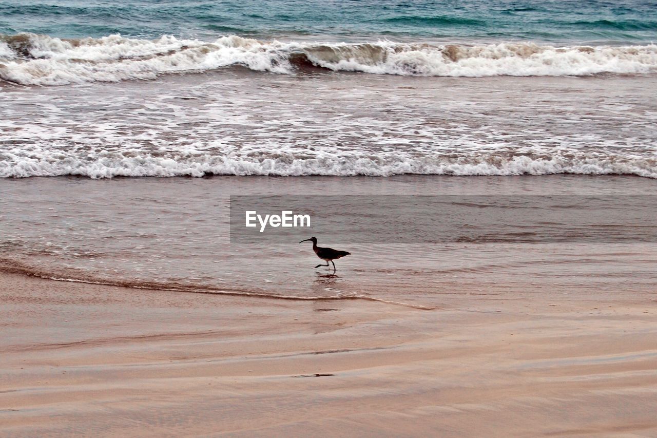 View of bird on beach in galapagos