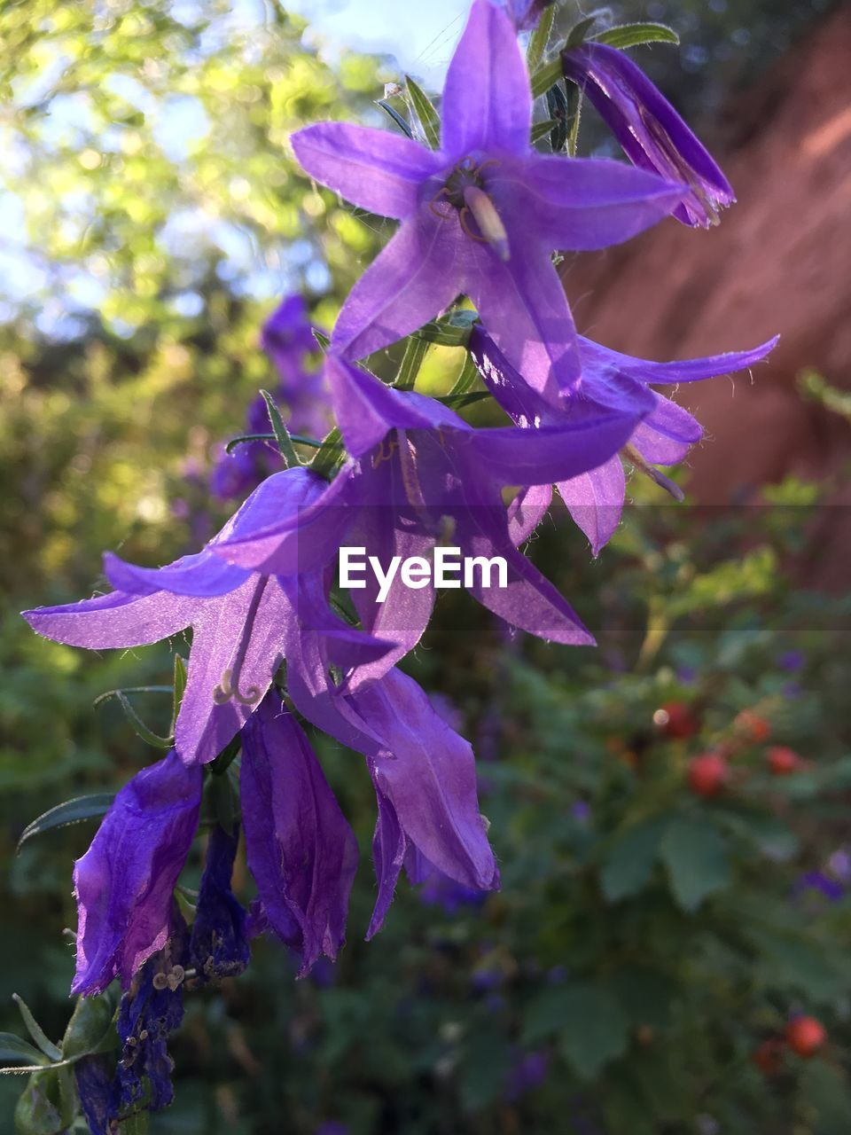 CLOSE-UP OF PURPLE FLOWERS