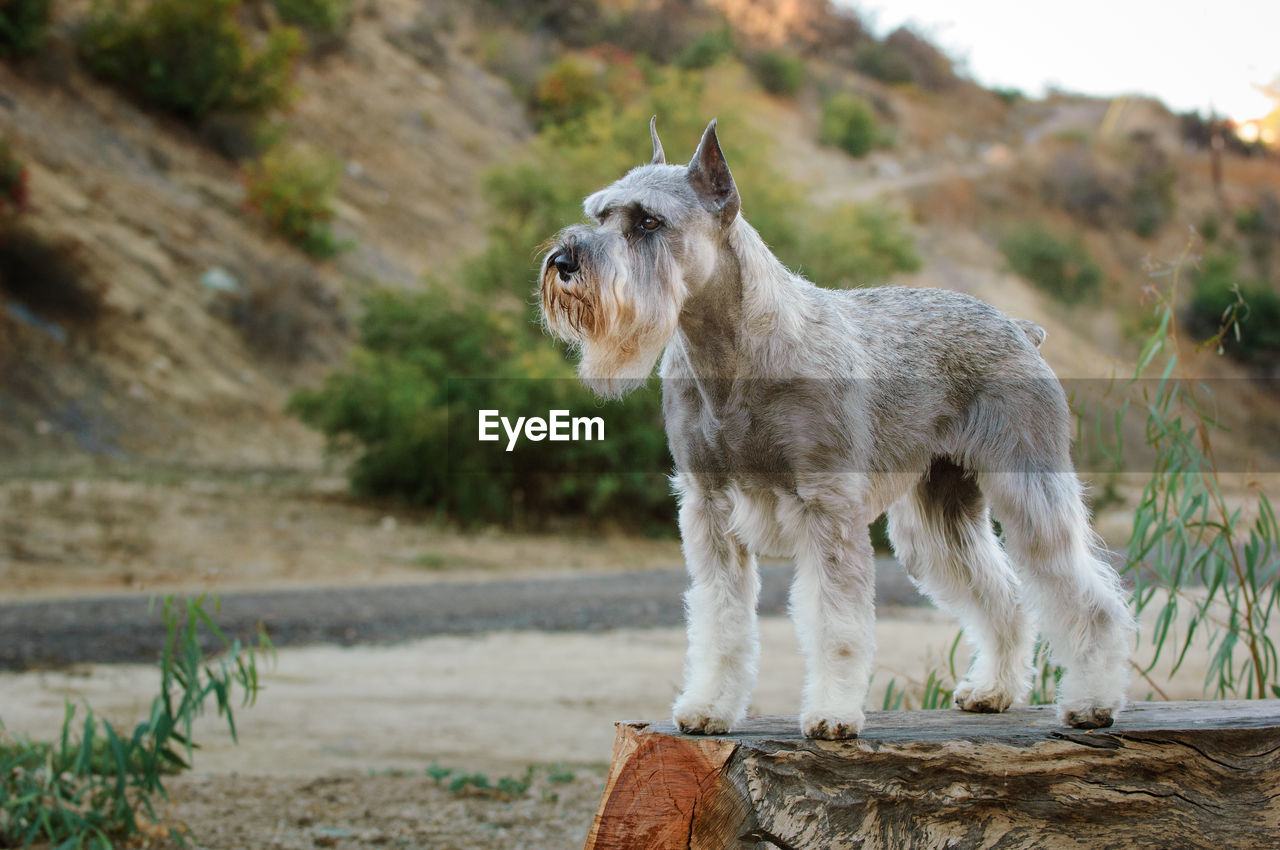 VIEW OF AN ANIMAL ON FIELD