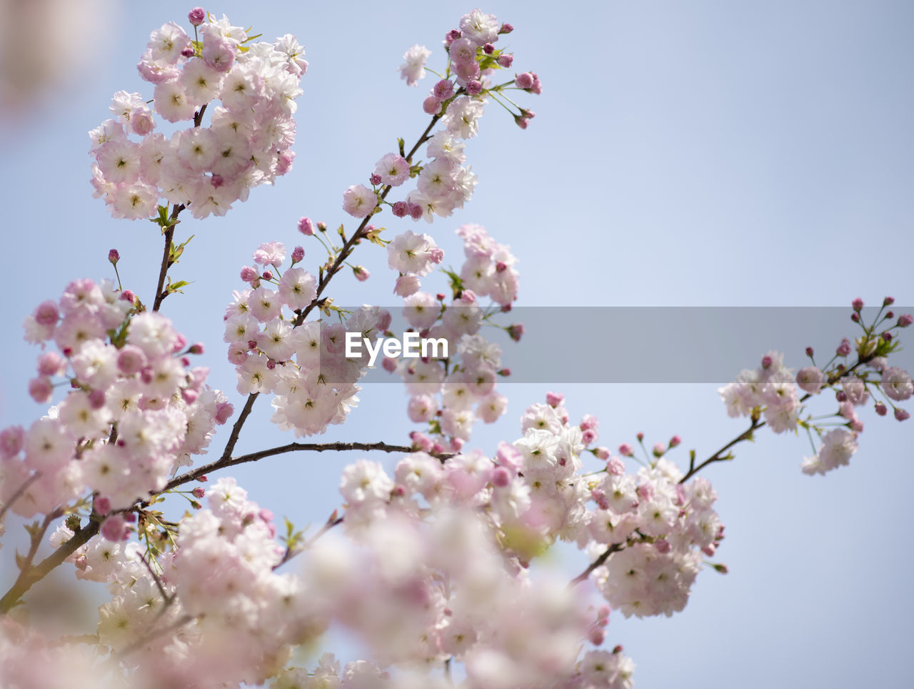 LOW ANGLE VIEW OF CHERRY BLOSSOM TREE