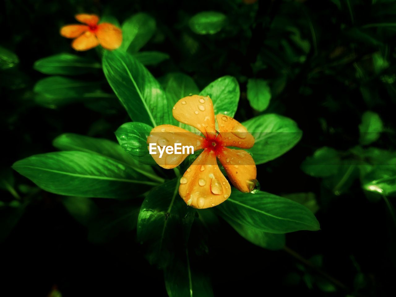 Close-up of water drops on flowering plant