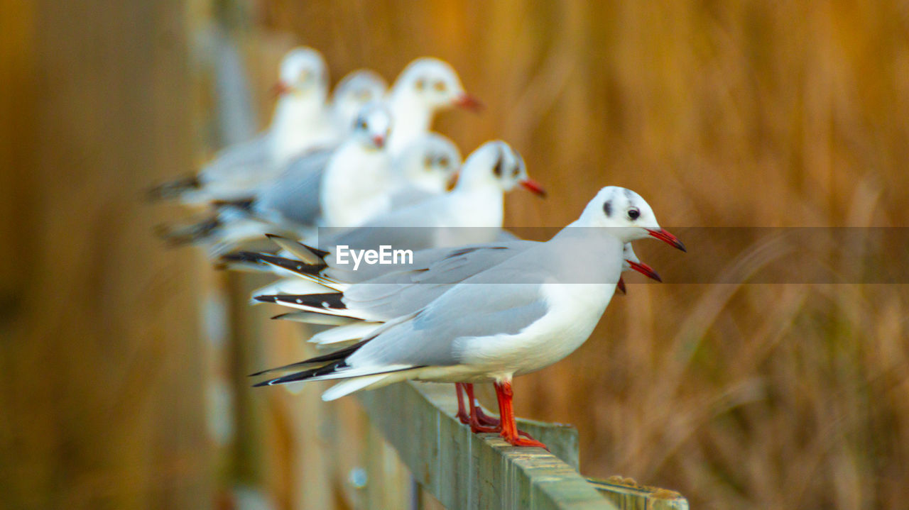 Black headed gulls in winter plumage close up of bird and birds perched on lake bridge handrail