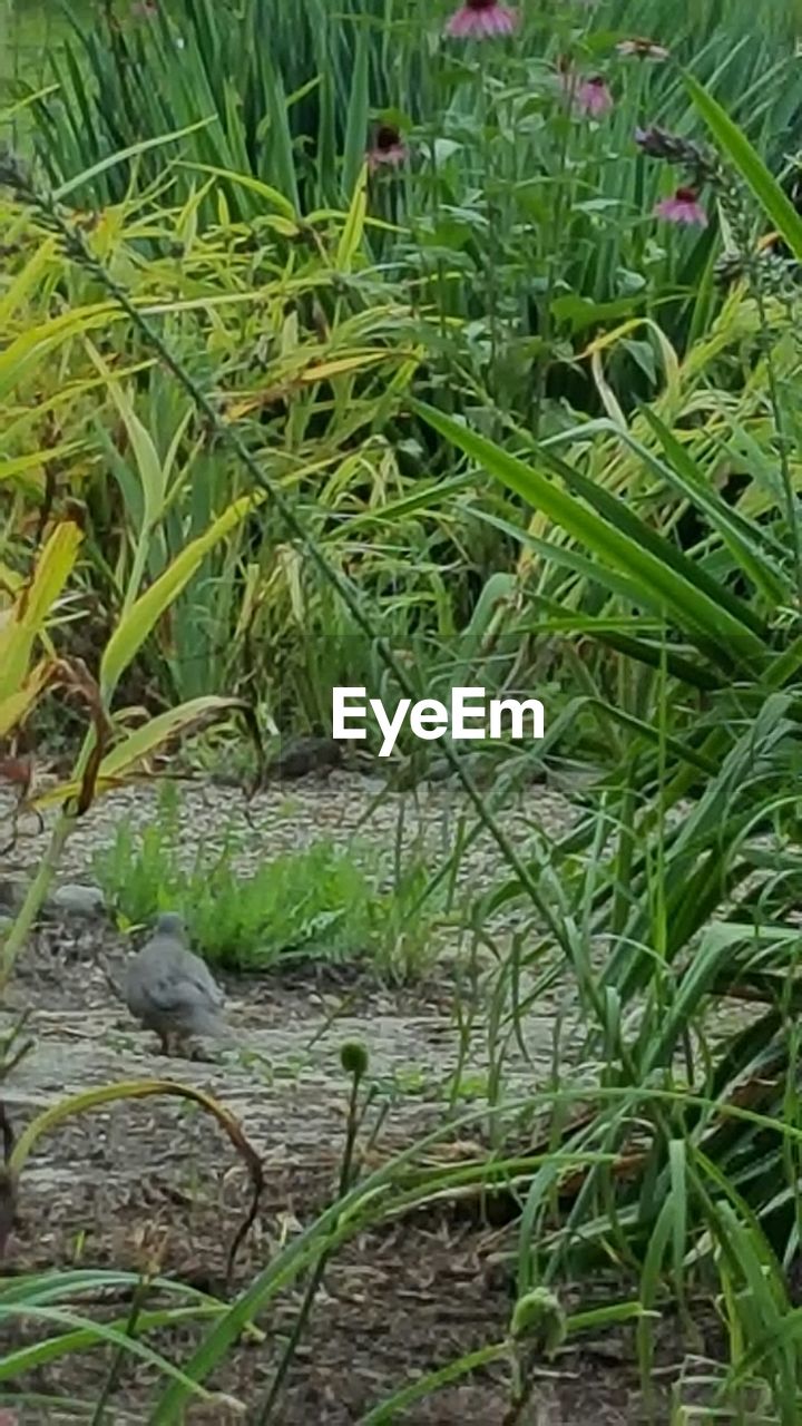 PLANTS IN POND