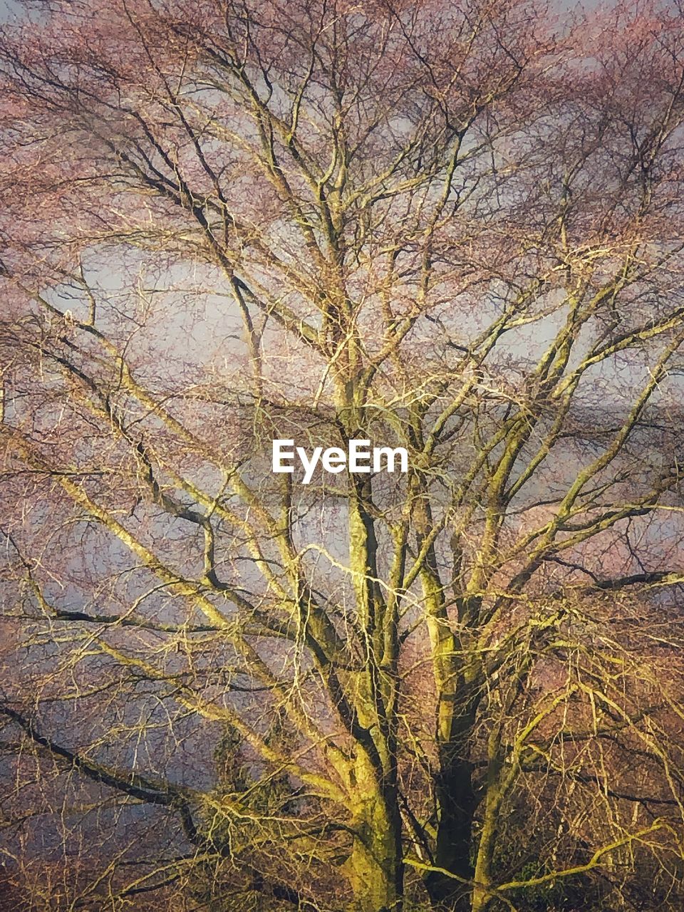 LOW ANGLE VIEW OF BARE TREES