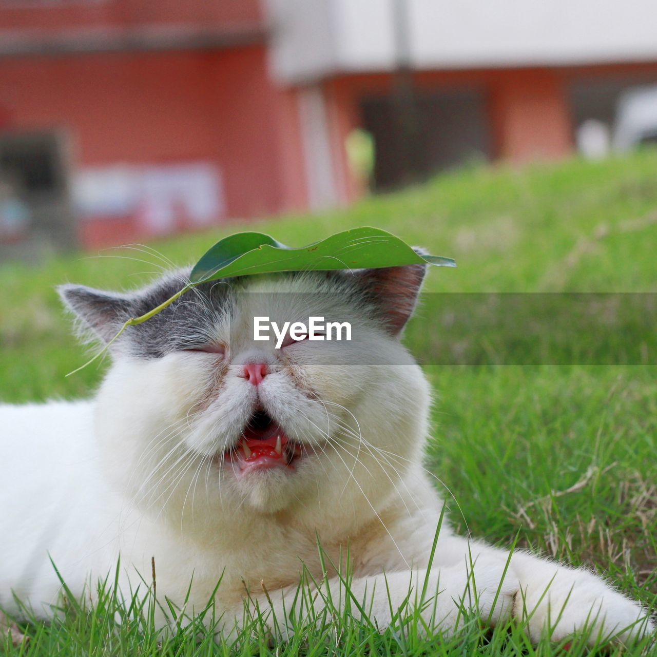 Close-up portrait of cat with leaf on head