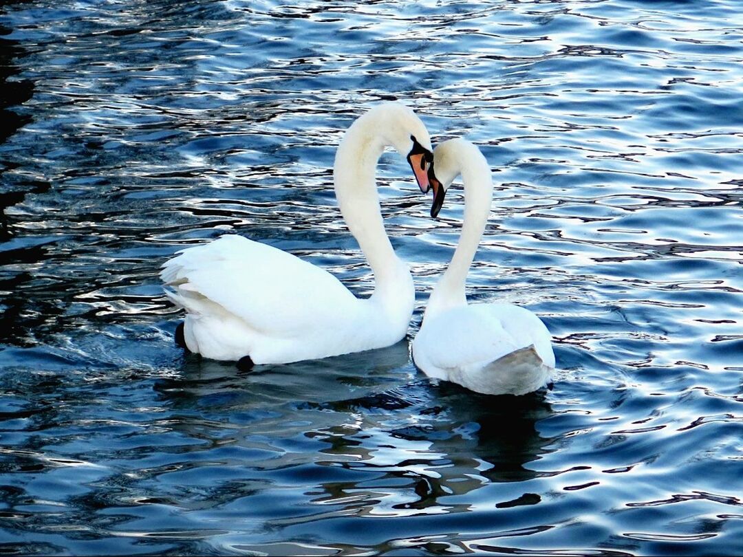 SWANS SWIMMING IN WATER