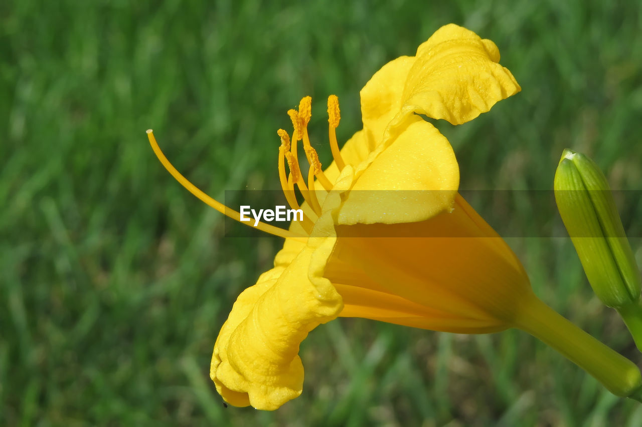 Close-up of yellow flower in park