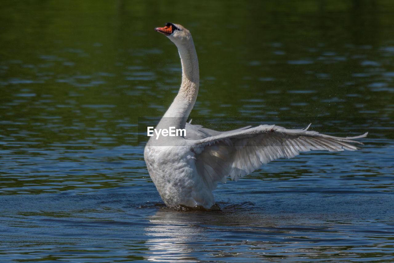 Adult male mute swan displaying wings on the huron river