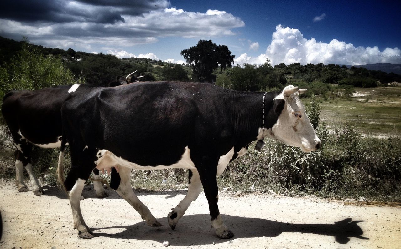 Cows on road