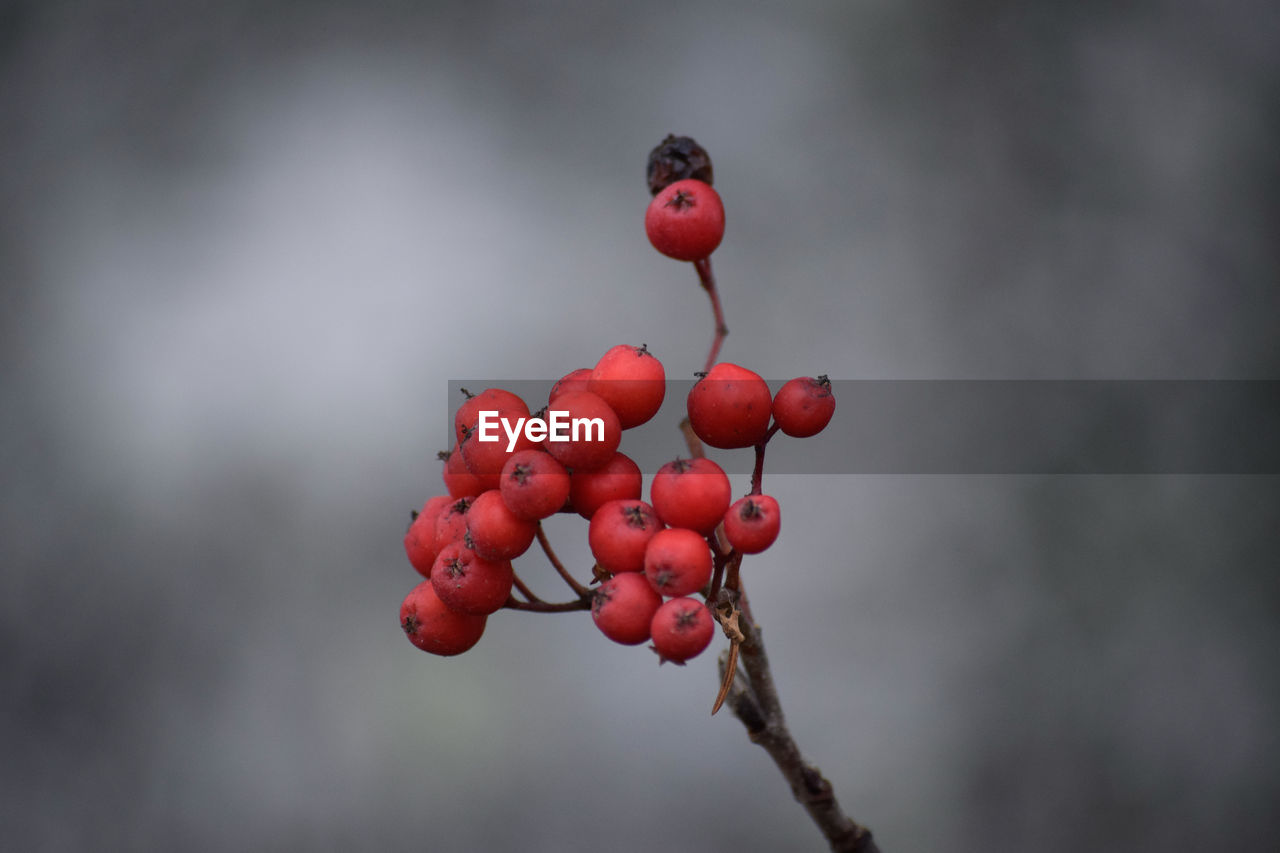 Close-up of red berries growing on tree