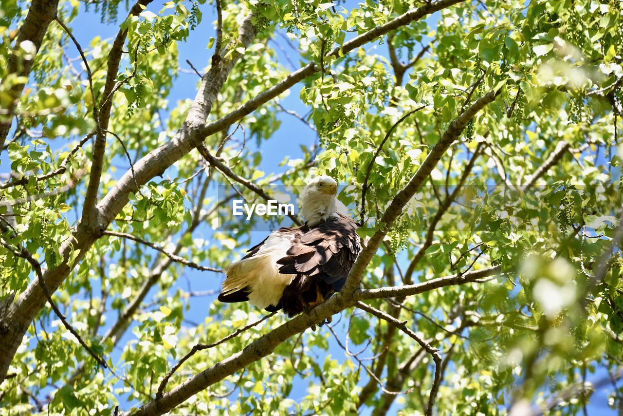 BIRD PERCHING ON A TREE