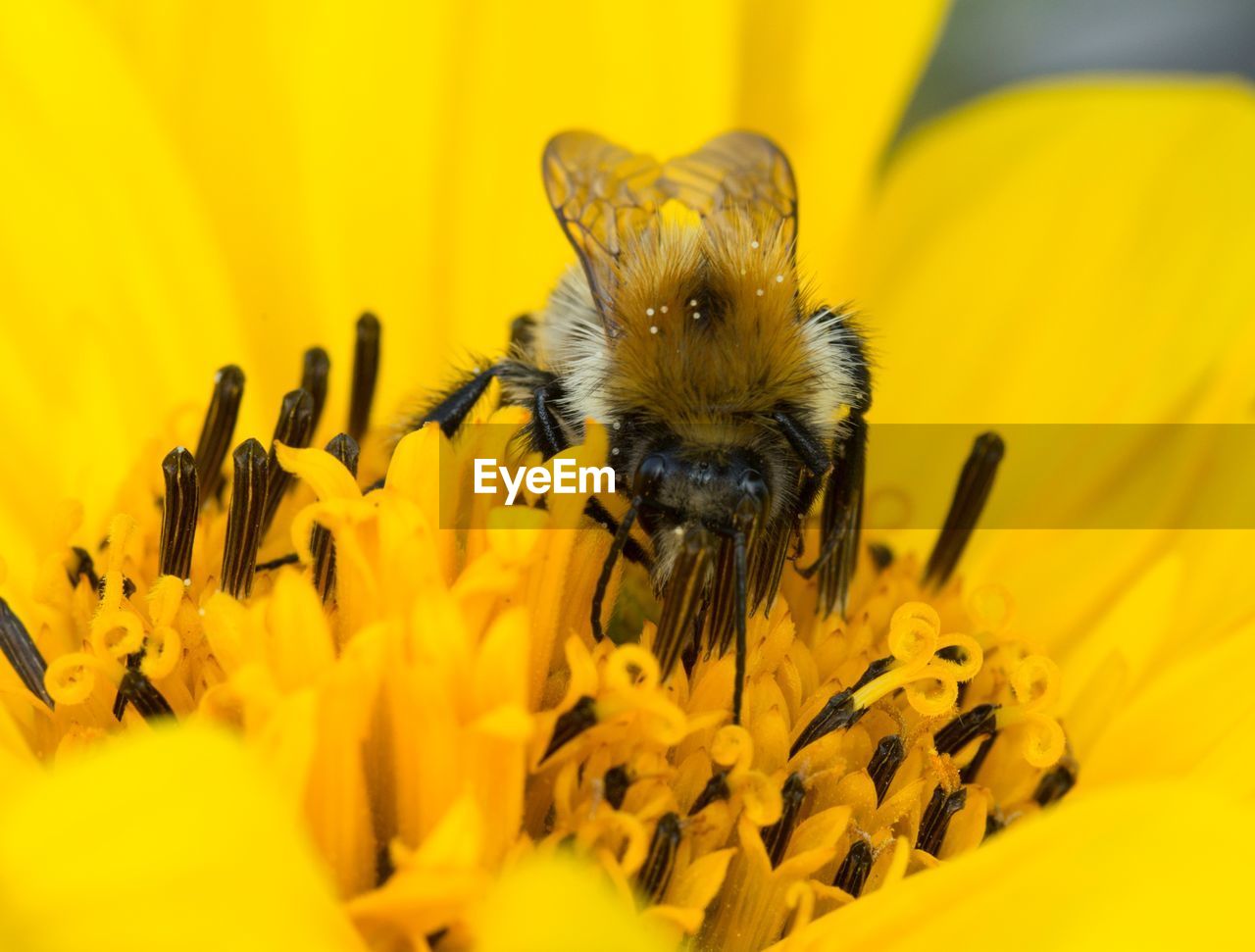 CLOSE-UP OF HONEY BEE ON YELLOW FLOWER