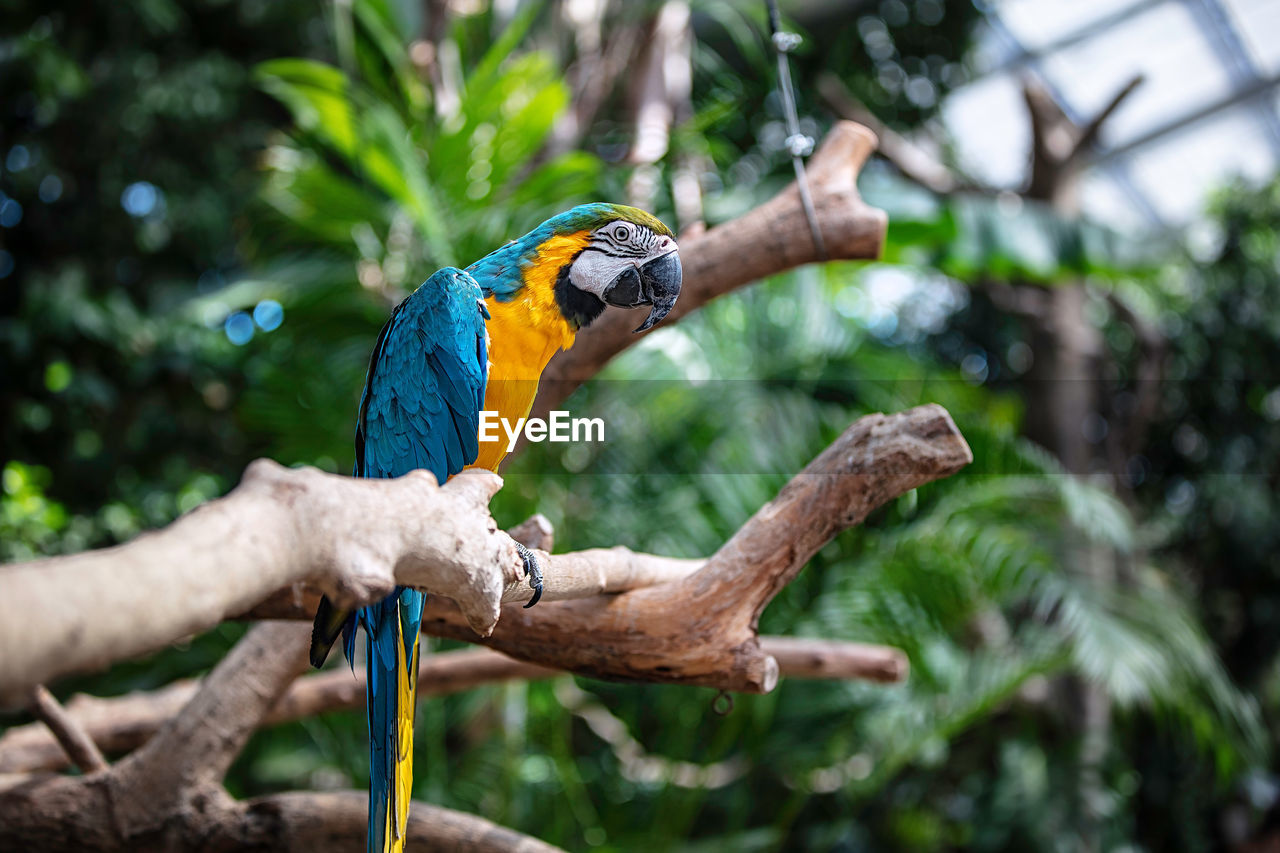 Close-up of parrot perching on branch