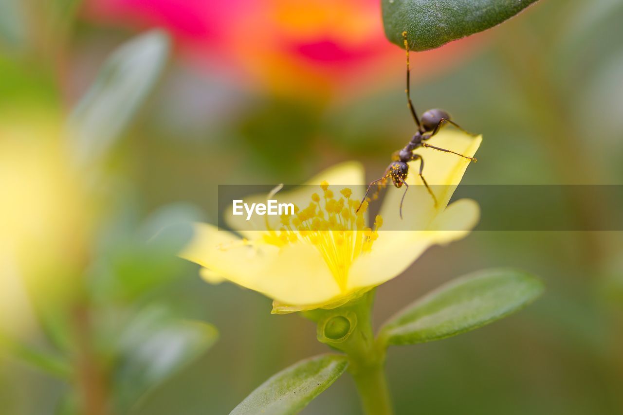 Close-up of black ant on yellow flower