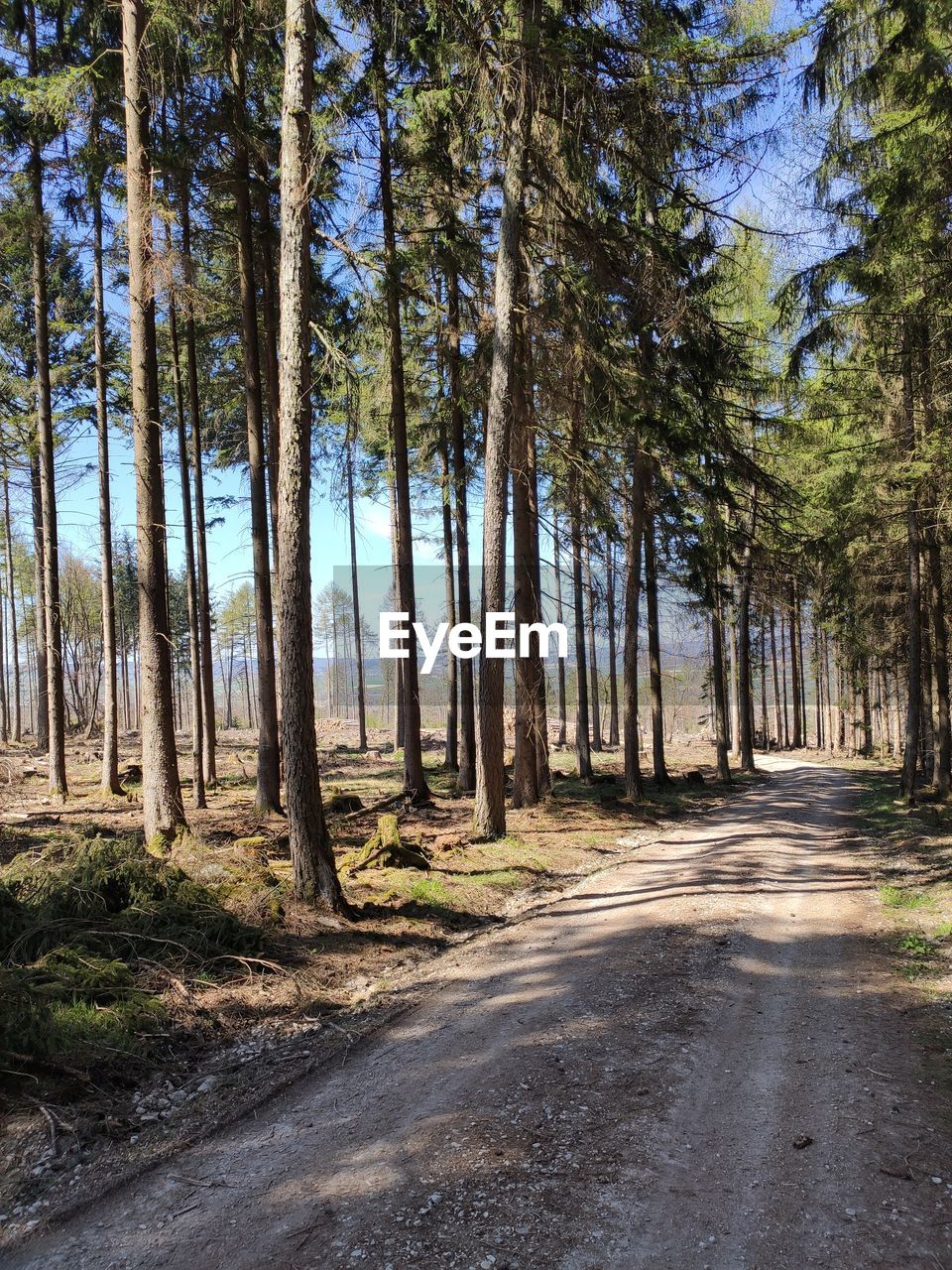 ROAD AMIDST TREES AT FOREST