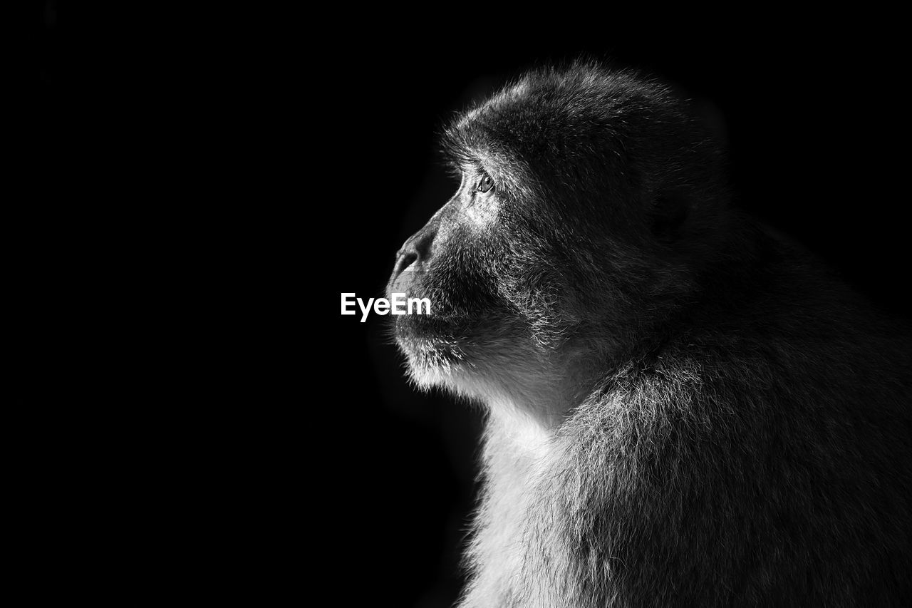 Close-up of barbary macaque looking away over black background