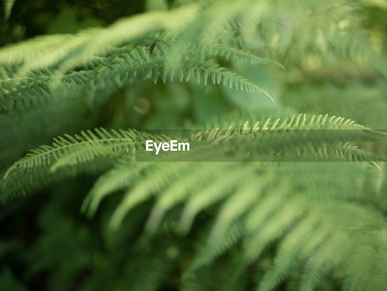 Close-up of fern leaves