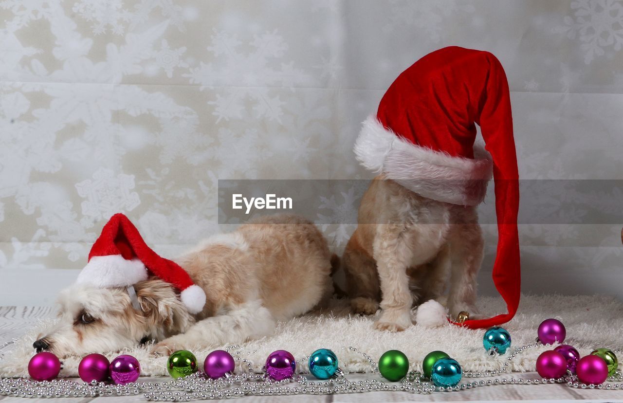 Dogs wearing santa hats by christmas decorations at home