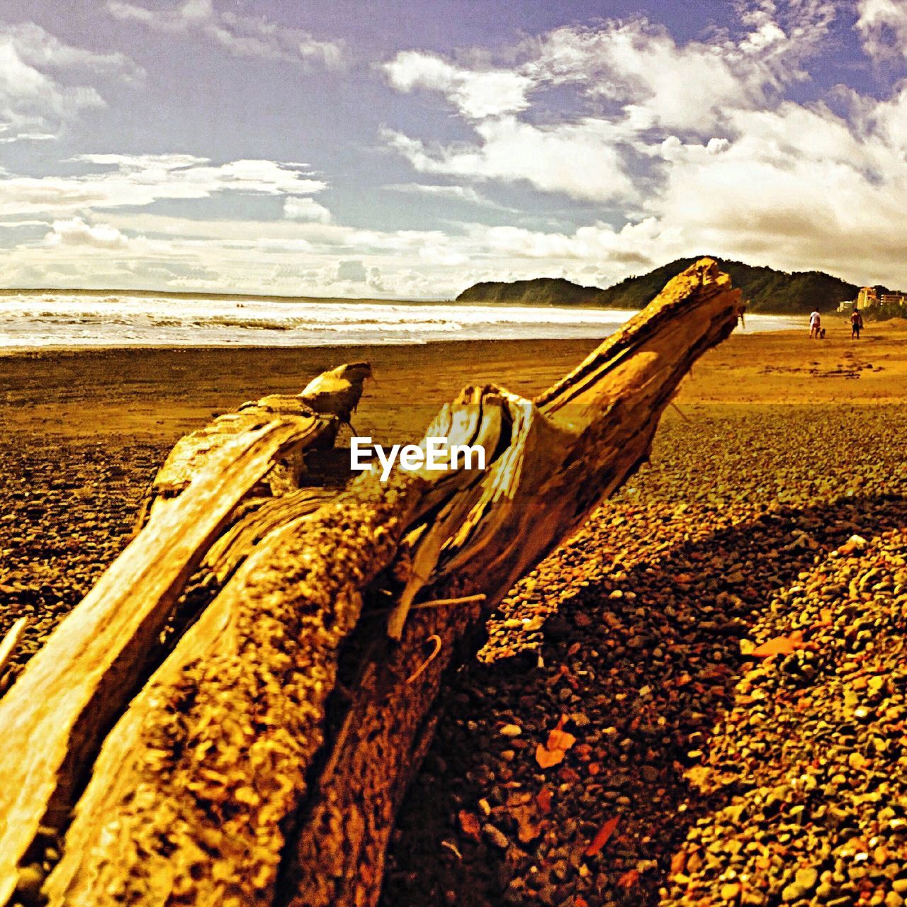AERIAL VIEW OF DRIFTWOOD ON BEACH