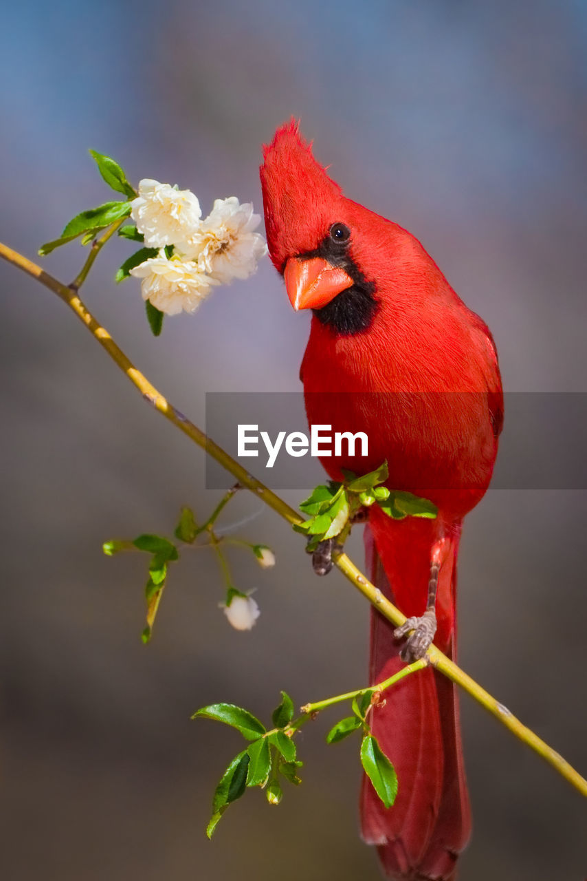 Close-up of curious cardinal bird perching on twig