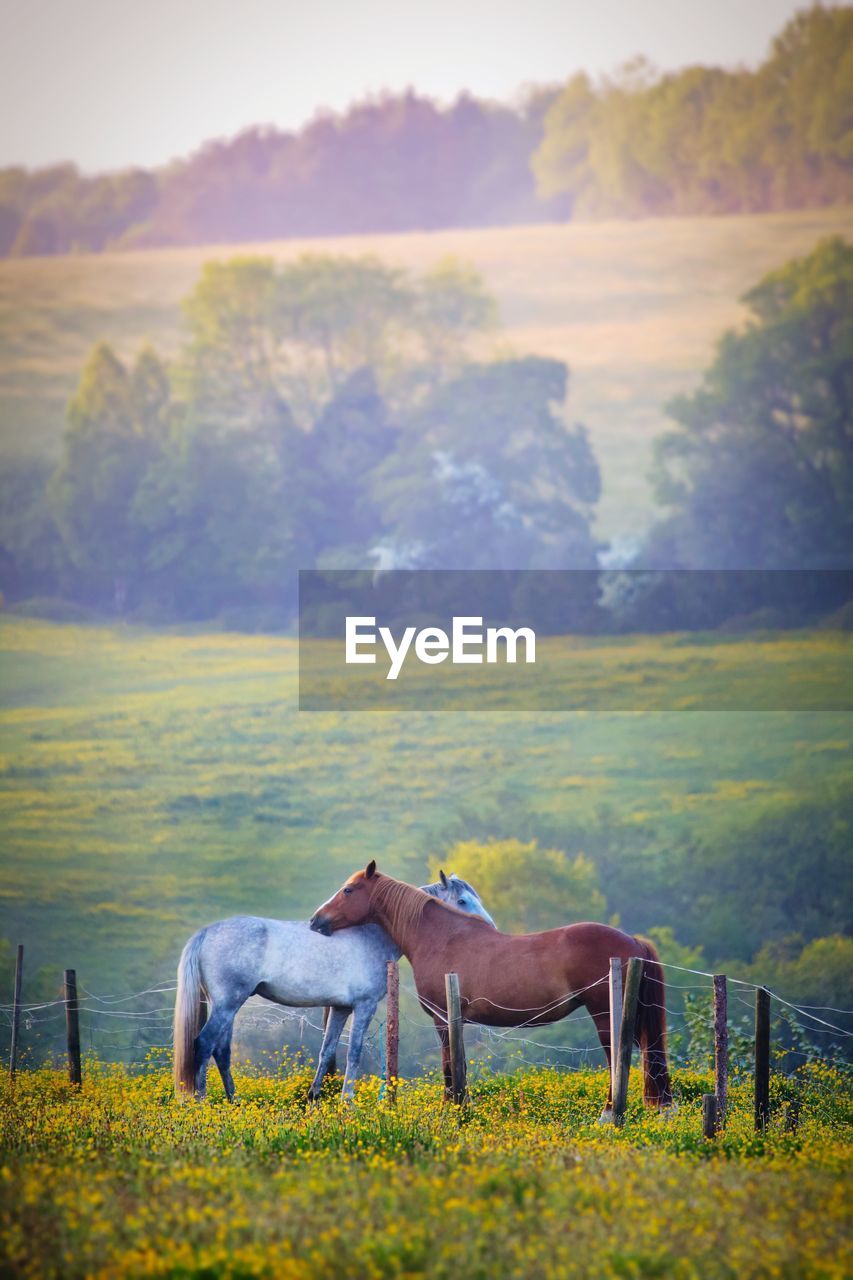 Horses standing on landscape