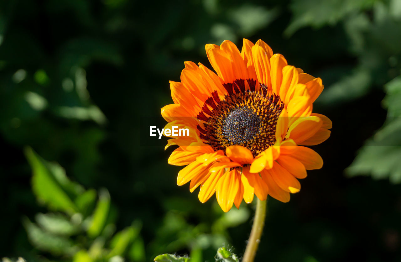 flower, flowering plant, plant, beauty in nature, freshness, flower head, nature, petal, growth, yellow, macro photography, inflorescence, fragility, close-up, animal wildlife, no people, wildflower, outdoors, sunflower, summer, orange color, pollen, calendula, animal themes, landscape, sunlight, botany, insect, rural scene, animal, focus on foreground, multi colored, field, day, herb, land
