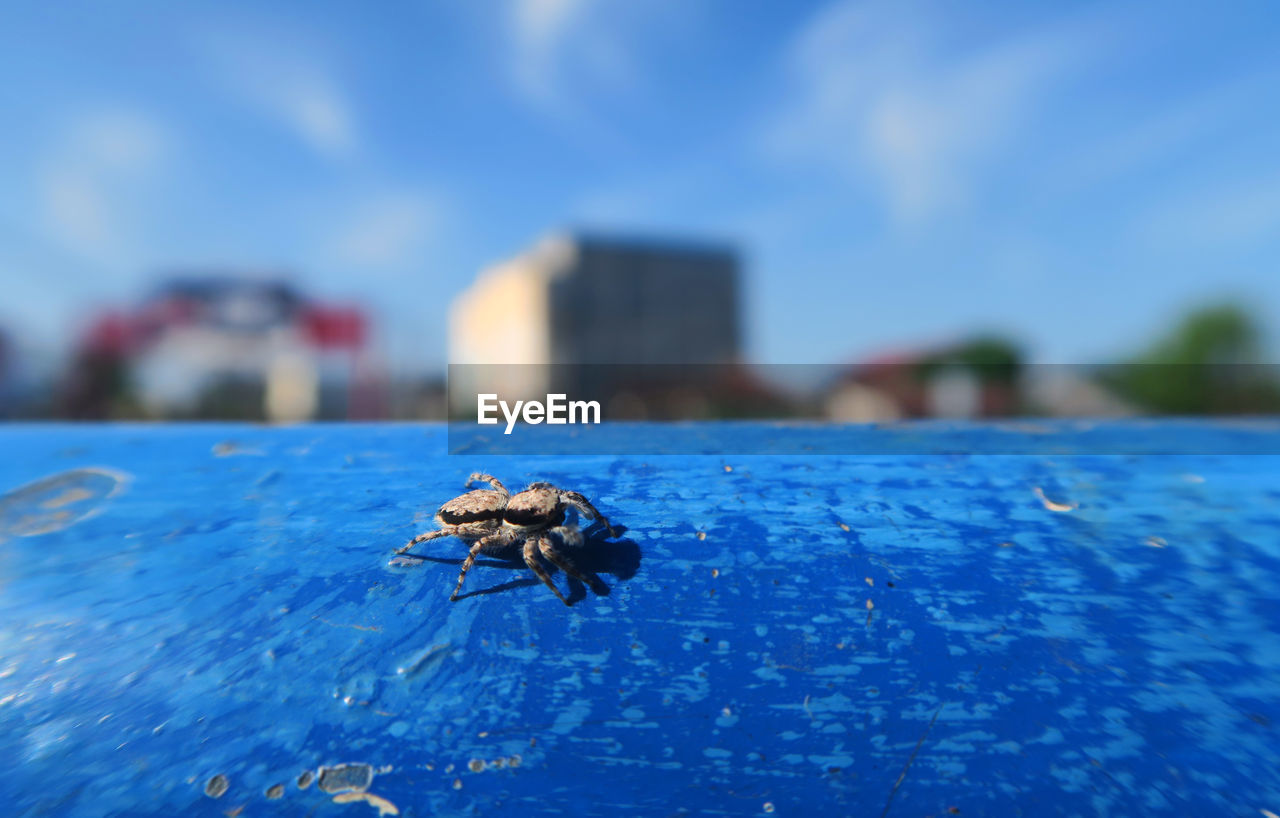 Close-up of spider on blue surface against sky