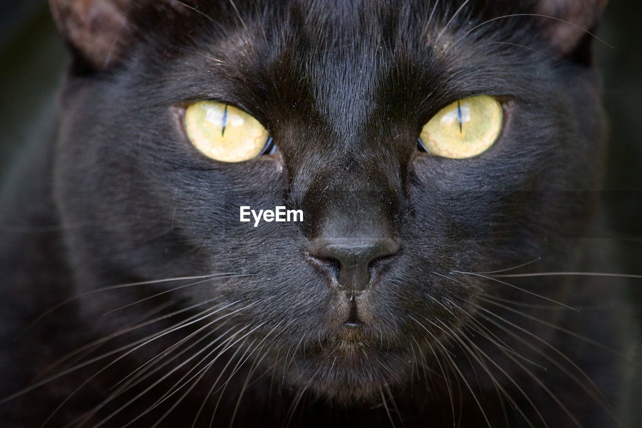 Close-up portrait of black cat